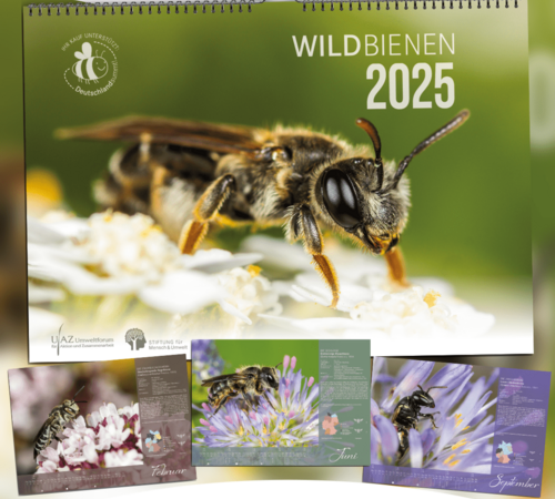 Wildbienenkalender 2025, Cover