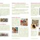 Folder „Wildbienen“: Rückseite