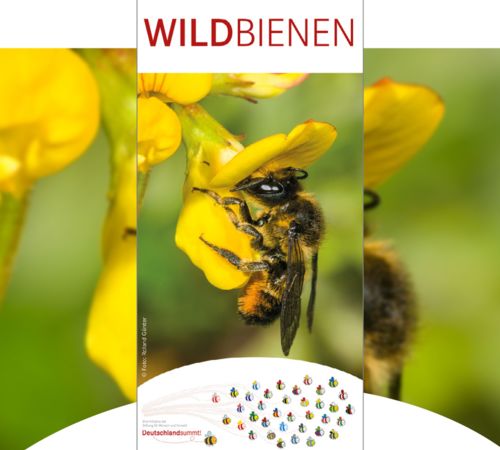 Folder „Wildbienen“: Cover