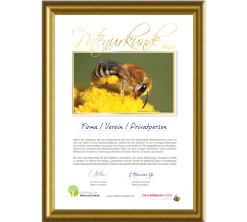Wildbienenpatenschaft „Gold-Patenschaft“