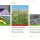 Broschüre „Wir tun was für Bienen – Ratgeber für bienenfreundliches Gärtnern“: Inhalt 1